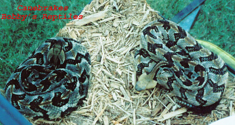 My Canebrakes 2 copy.jpg [120 Kb]